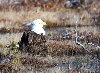 Under a watchful eye by Kurt Engelmann
